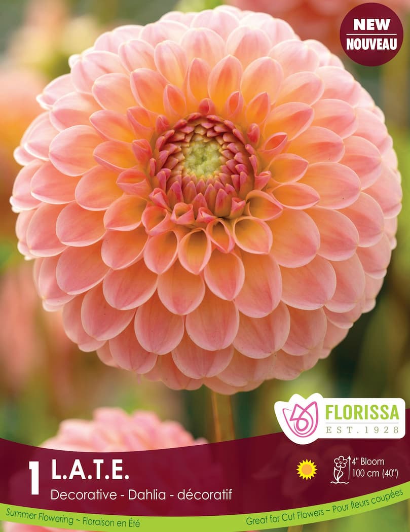 Dahlia Tubers | L.A.T.E