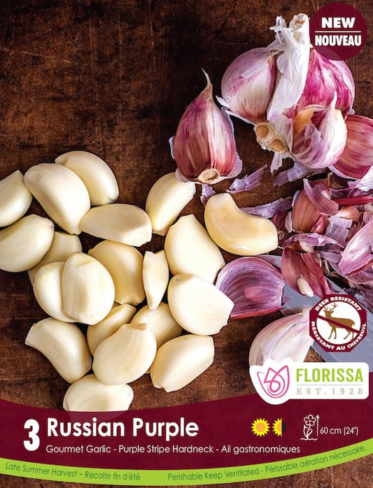 Garlic | Russian Purple Hardneck