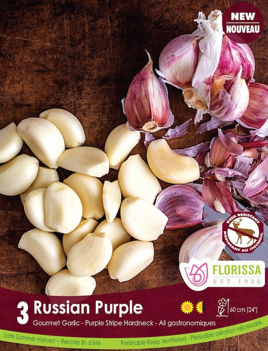 Garlic | Russian Purple 3pk