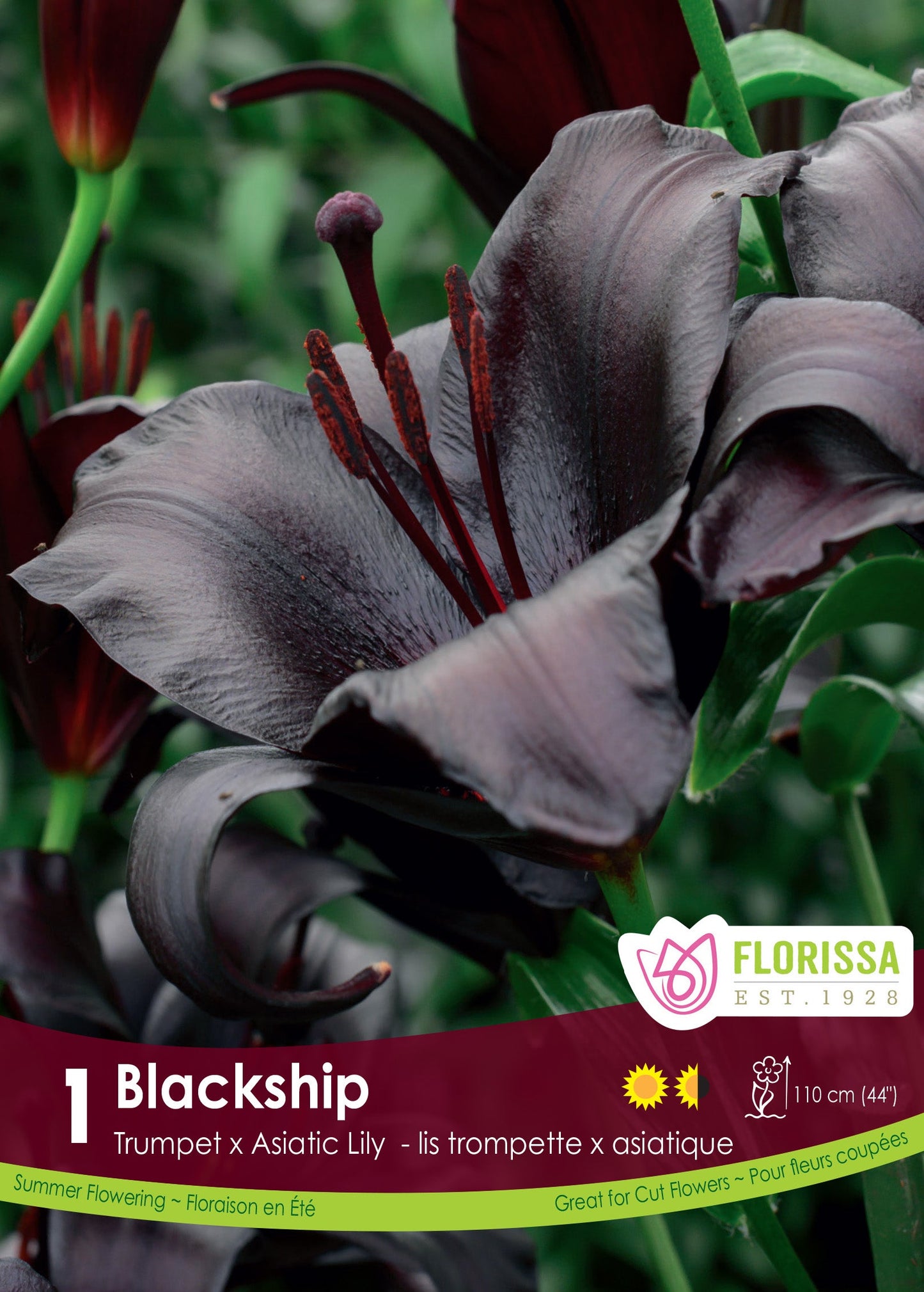 Lily Bulbs | Blackship