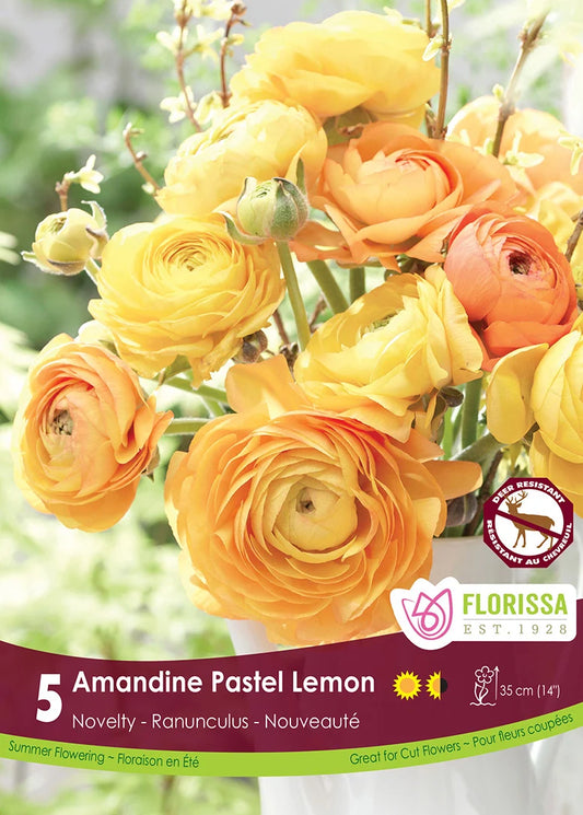 Ranunculus | Pastel Lemon