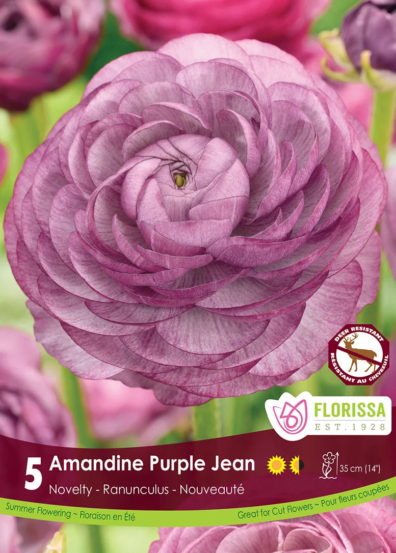 Ranunculus | Purple Jean