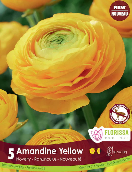 Yellow Piccodee Ranunculus Ranunculus Butterfly™ Eris® Ranunculus Corm | Johnny's Selected