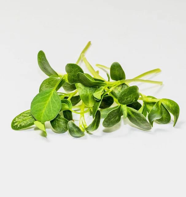 Microgreen Seeds | Fenugreek