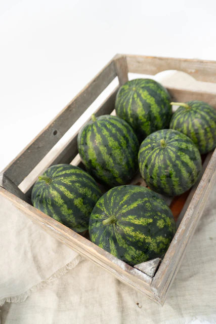 Seeds | Watermelon Mini Mike F1