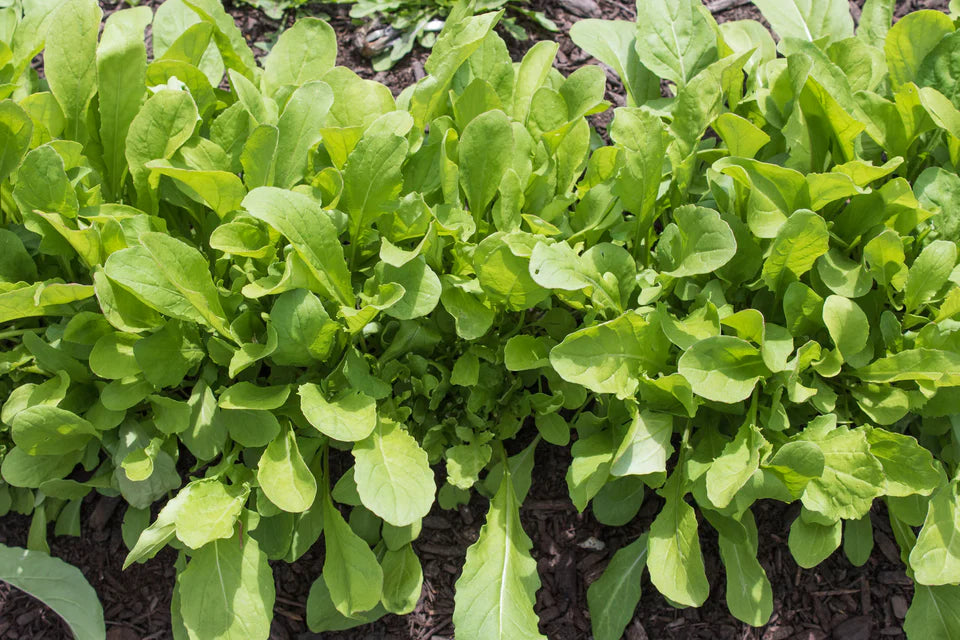 Seed Tapes | Arugula