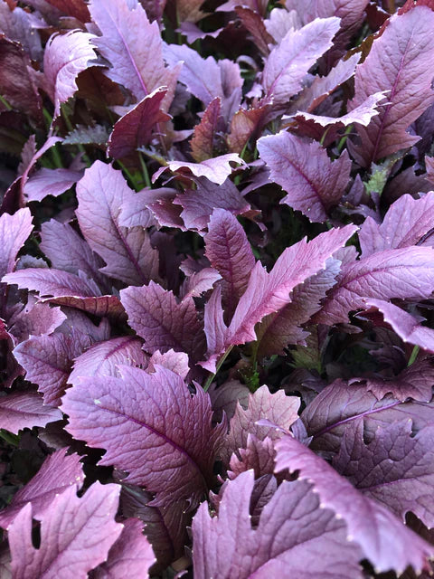 Seeds | Mustard Miz America F1