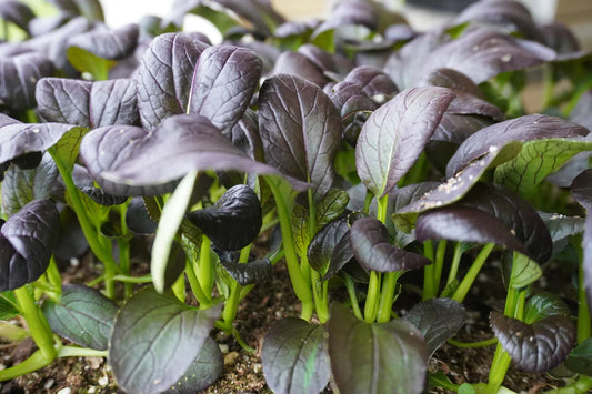 Seeds | Mustard Red Tah Tsai