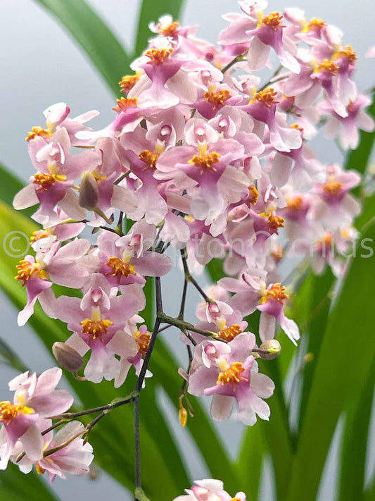 Orchids | Oncidium Tsiku Marguerite 'Chian Tzy Yearning'