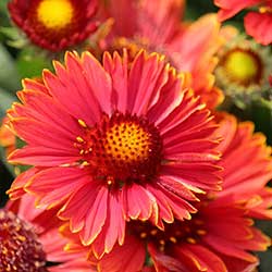 Gaillardia | Garden Seedling