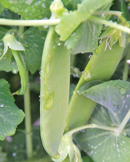 Seeds | Peas Oregon Giant