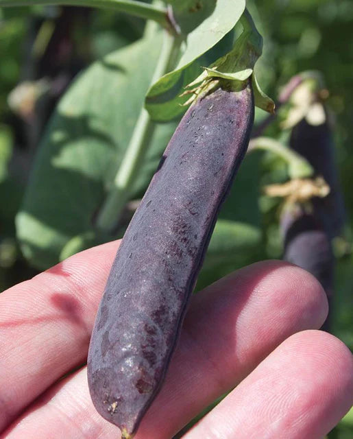 Seeds | Peas Purple Mist