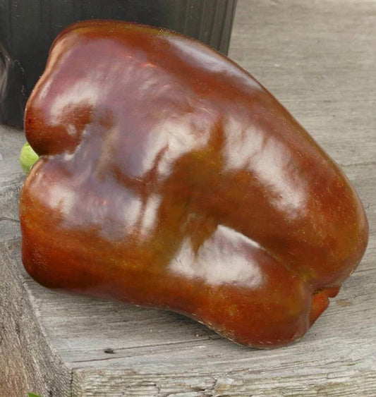 Seeds | Peppers Chocolate Beauty