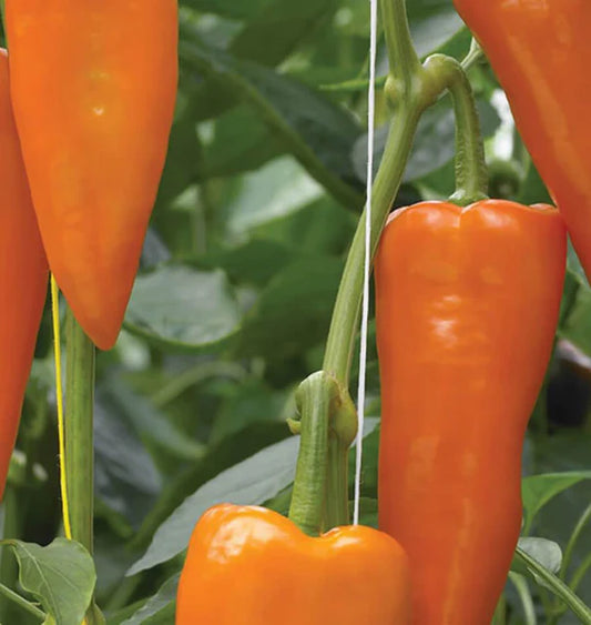 Seeds | Peppers Oranos