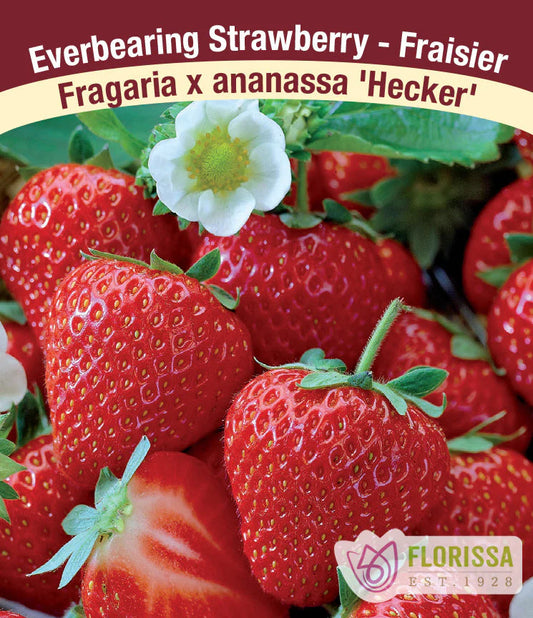 Strawberries  | Multi Variety