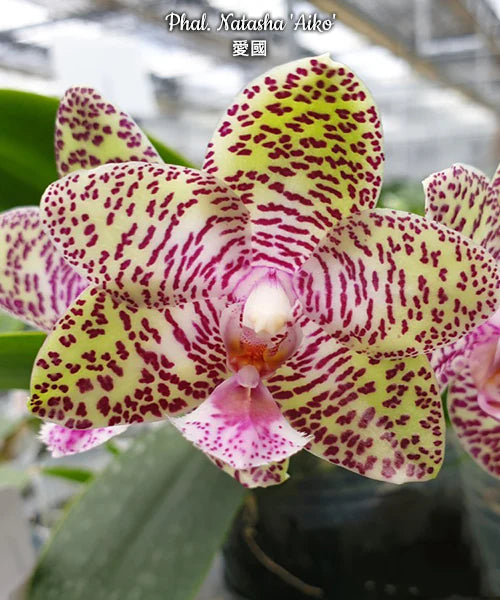Orchids | 3” Phalenopsis Natasha 'Aiko'