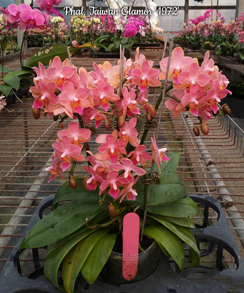 Orchids | Phalenopsis Taiwan Glamour 1972