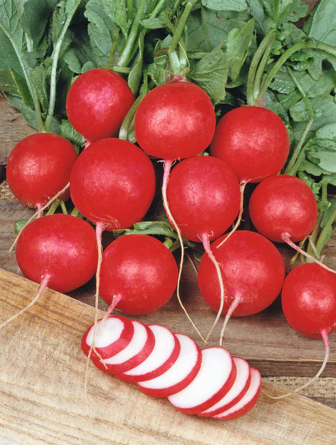 Seed Tapes | Radish Cherry Belle