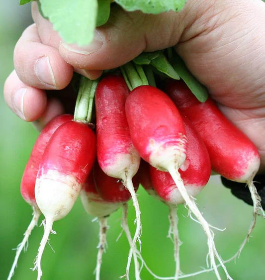 Seed Tapes | Radish French Breakfast