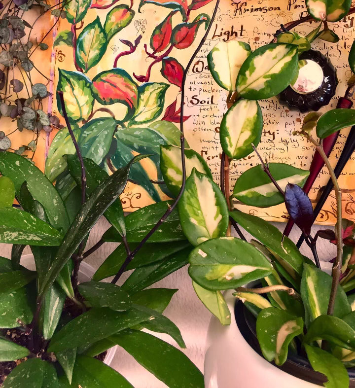 WORKSHOP | Botanical Watercolour Painting