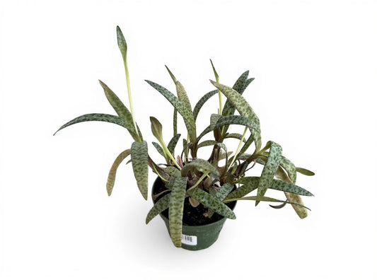 Squill Leopard Lily 4"
