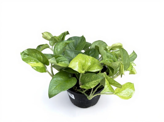Epipremnum | Lemon Top