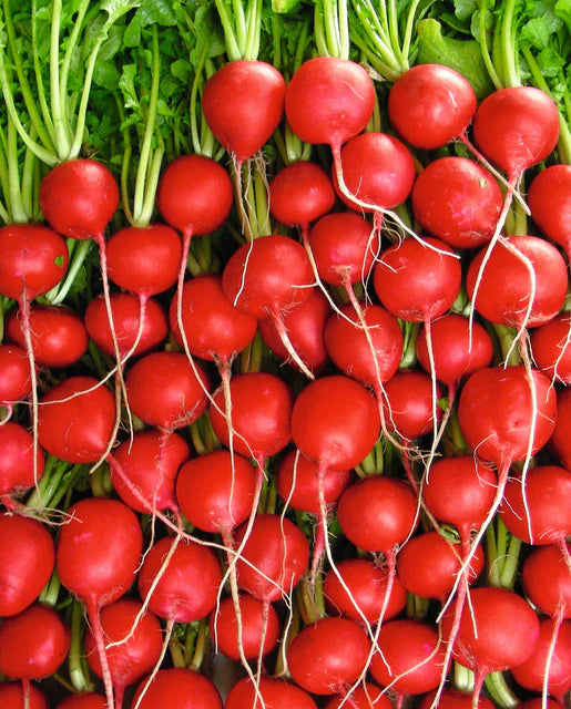 Seeds | Radish Rivoli (Coated)
