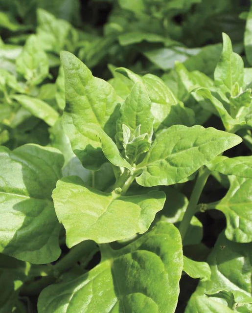 Seeds | Spinach New Zealand