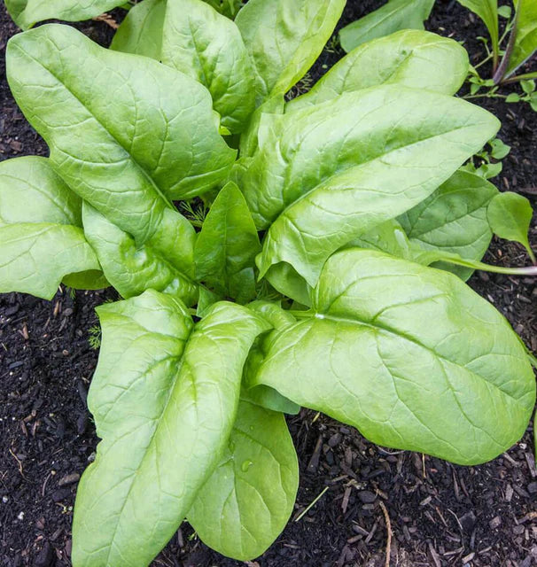 Seeds | Spinach Monstruex de Viroflay