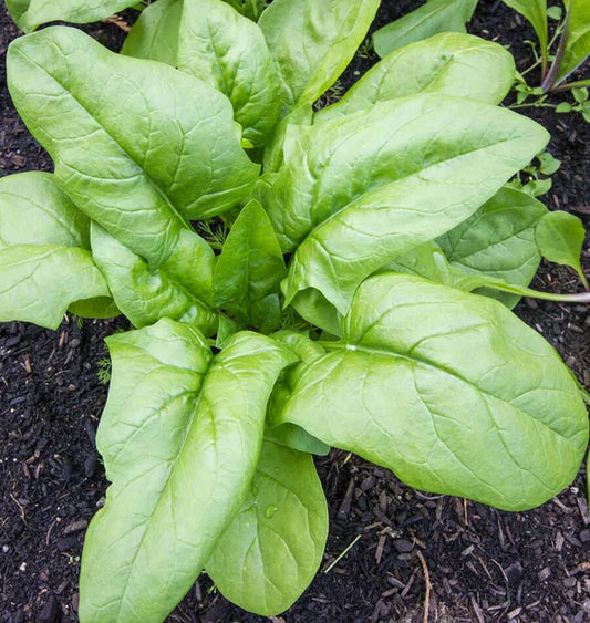 Seeds | Spinach Monstruex de Viroflay