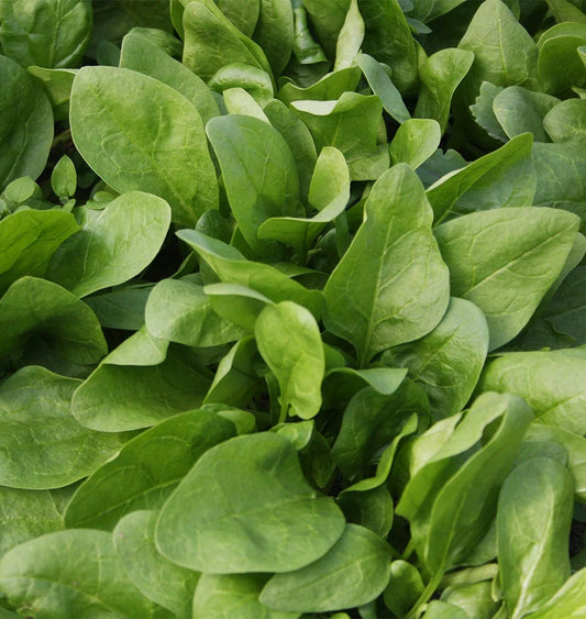 Seeds | Spinach Giant Winter Organic