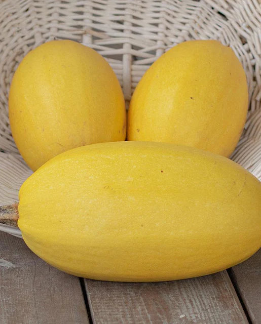 Seeds | Squash Vegetable Spaghetti