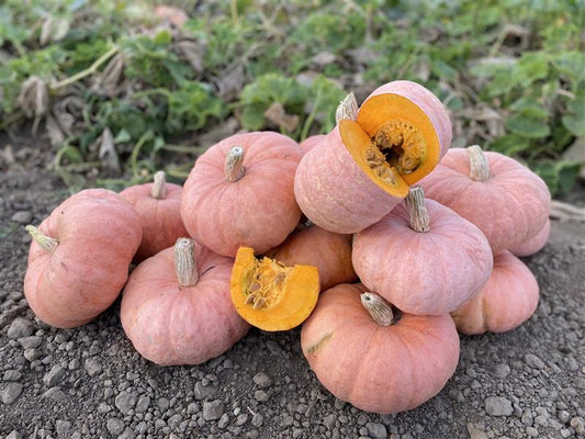 Seeds | Pumpkin Pink Panther