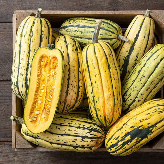 Seeds | Squash Delicata Bush