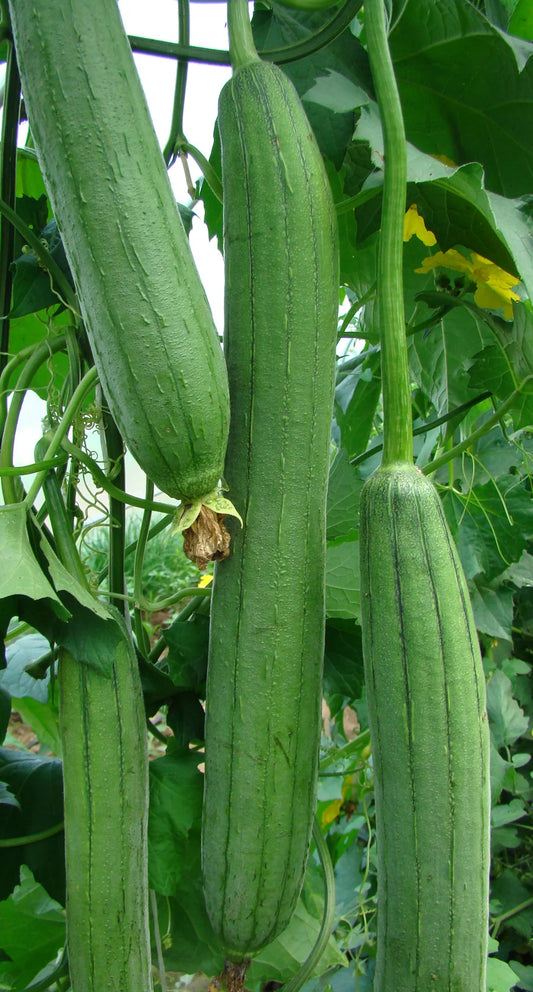 Seeds | Squash Luffa Emerald F1