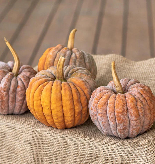 Seeds | Pumpkin Futtsu Black Early