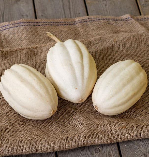 Seeds | Squash Mashed Potatoes F1