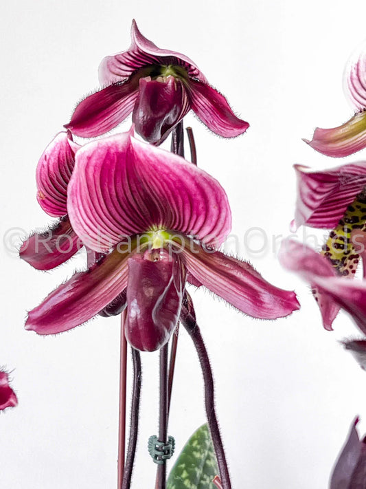 Orchids | Paphiopedilum Yi-Ying Morning Sun