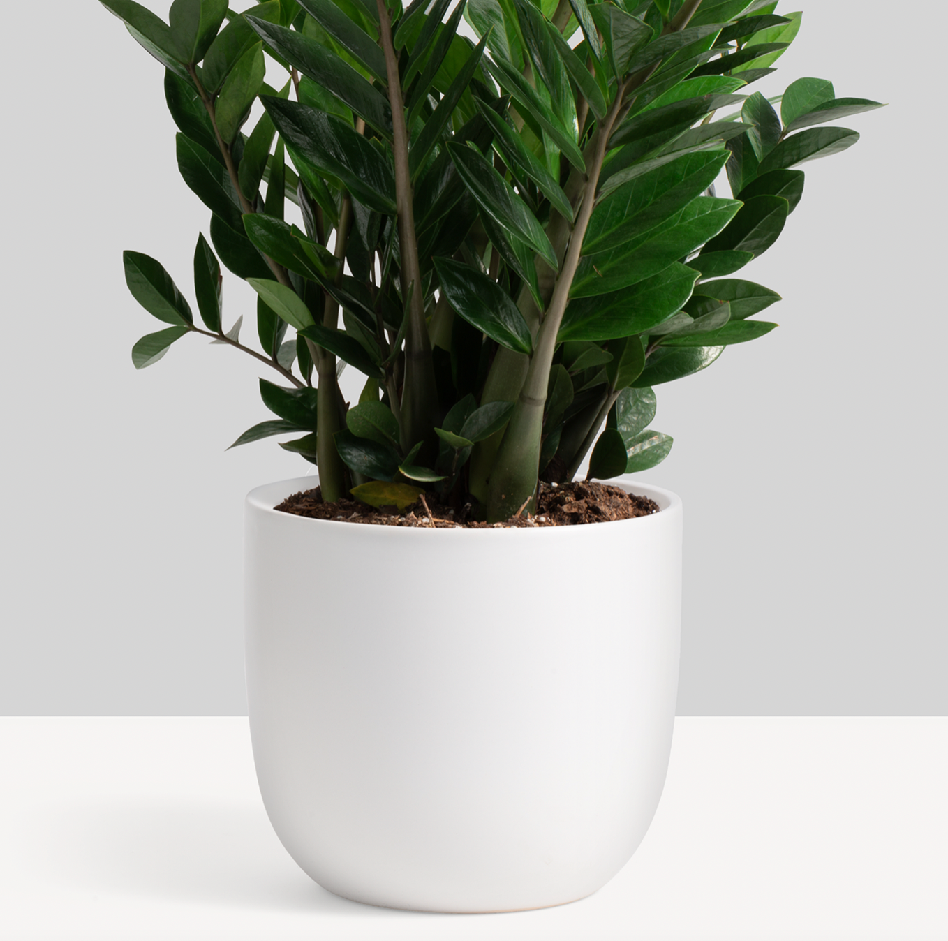 P & P | Contour Ceramic Planter