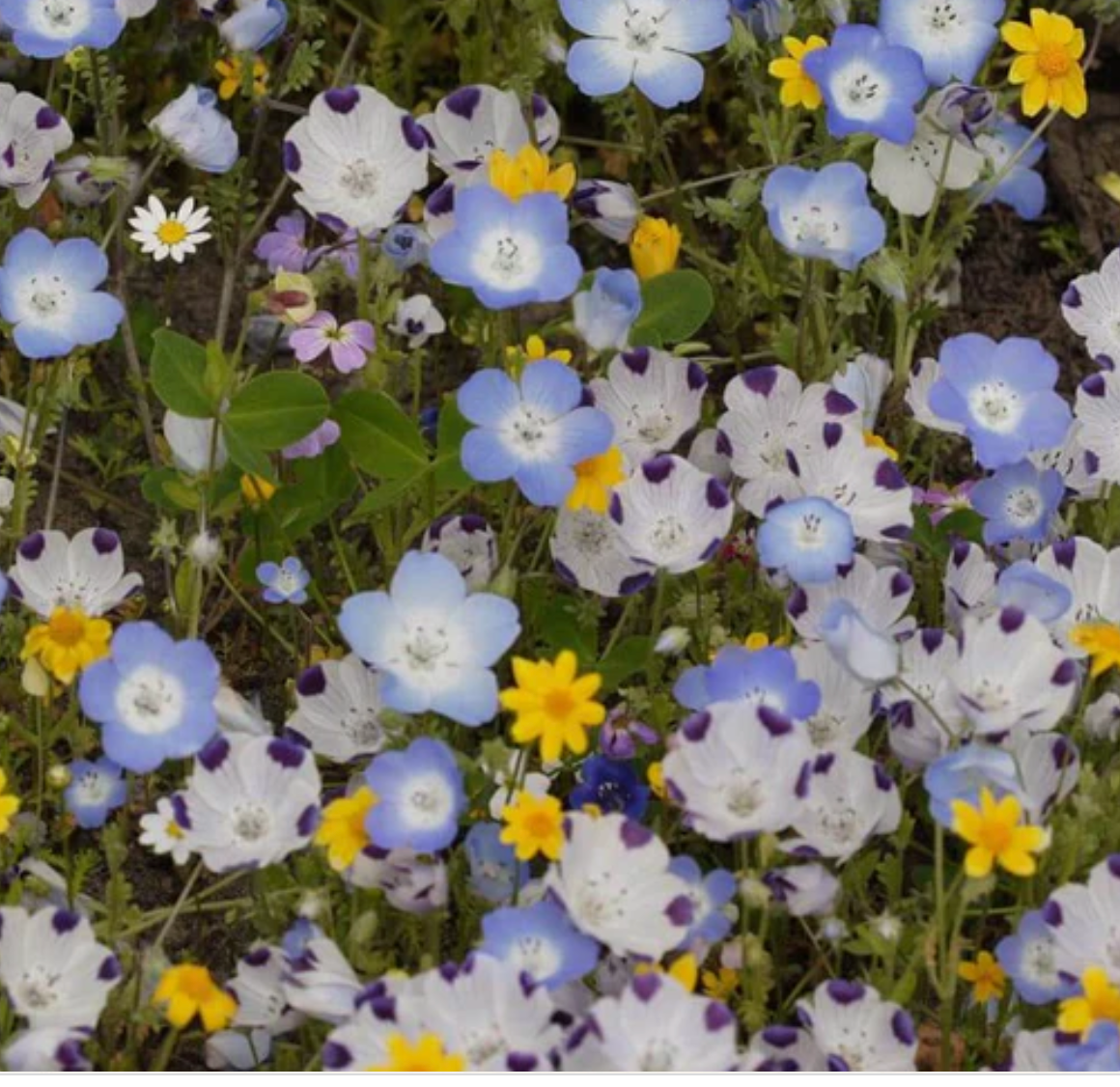 Lawn Replacement | Alternative Lawn Blend