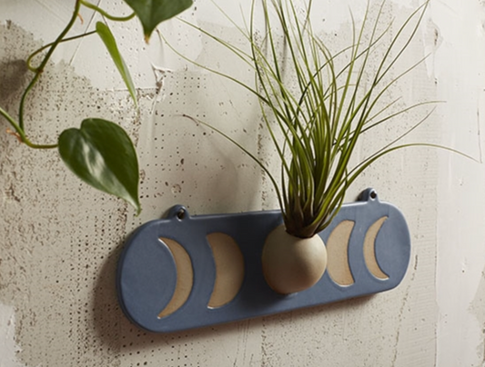 Tillandsia Moon Wall Mount Holder