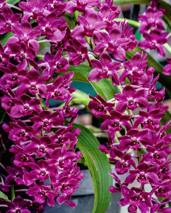 Orchids | Foxtail Orchid Rhynchostylis Gigantea 4"