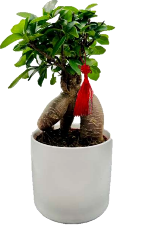 Bonsai | Ficus Ginseng 8" In Ceramic Pot