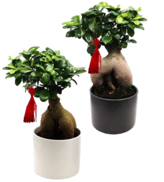 Bonsai | Ficus Ginseng Exposed Root In Ceramic Modern Pot 5"