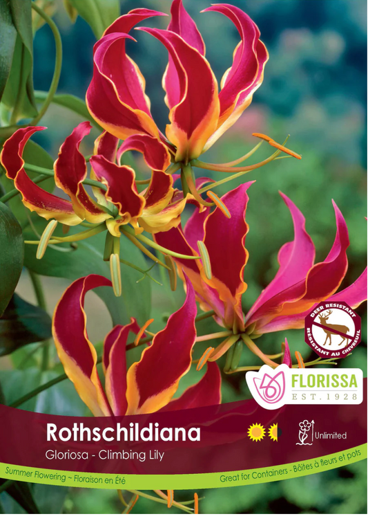 Lily Bulbs | Gloriosa Rothschildiana
