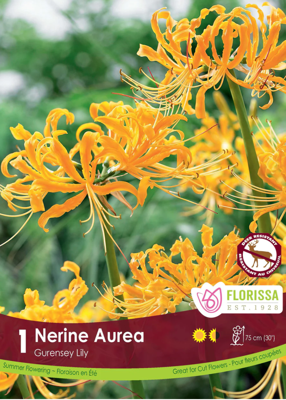 Lily Bulbs | Nerine Aurea Yellow *PREORDER*