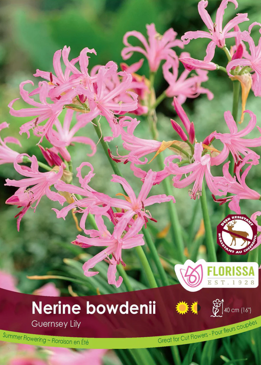 Lily Bulbs | Nerine Bowdenii Light Pink