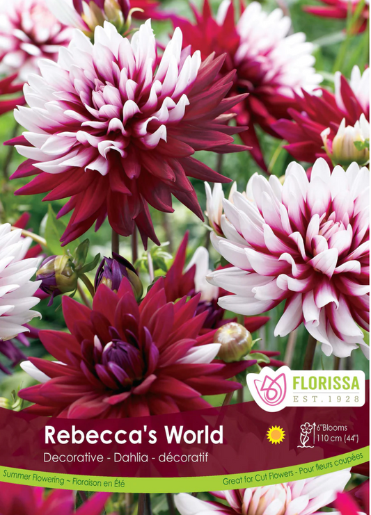 Dahlia Tubers | Rebecca's World Decorative