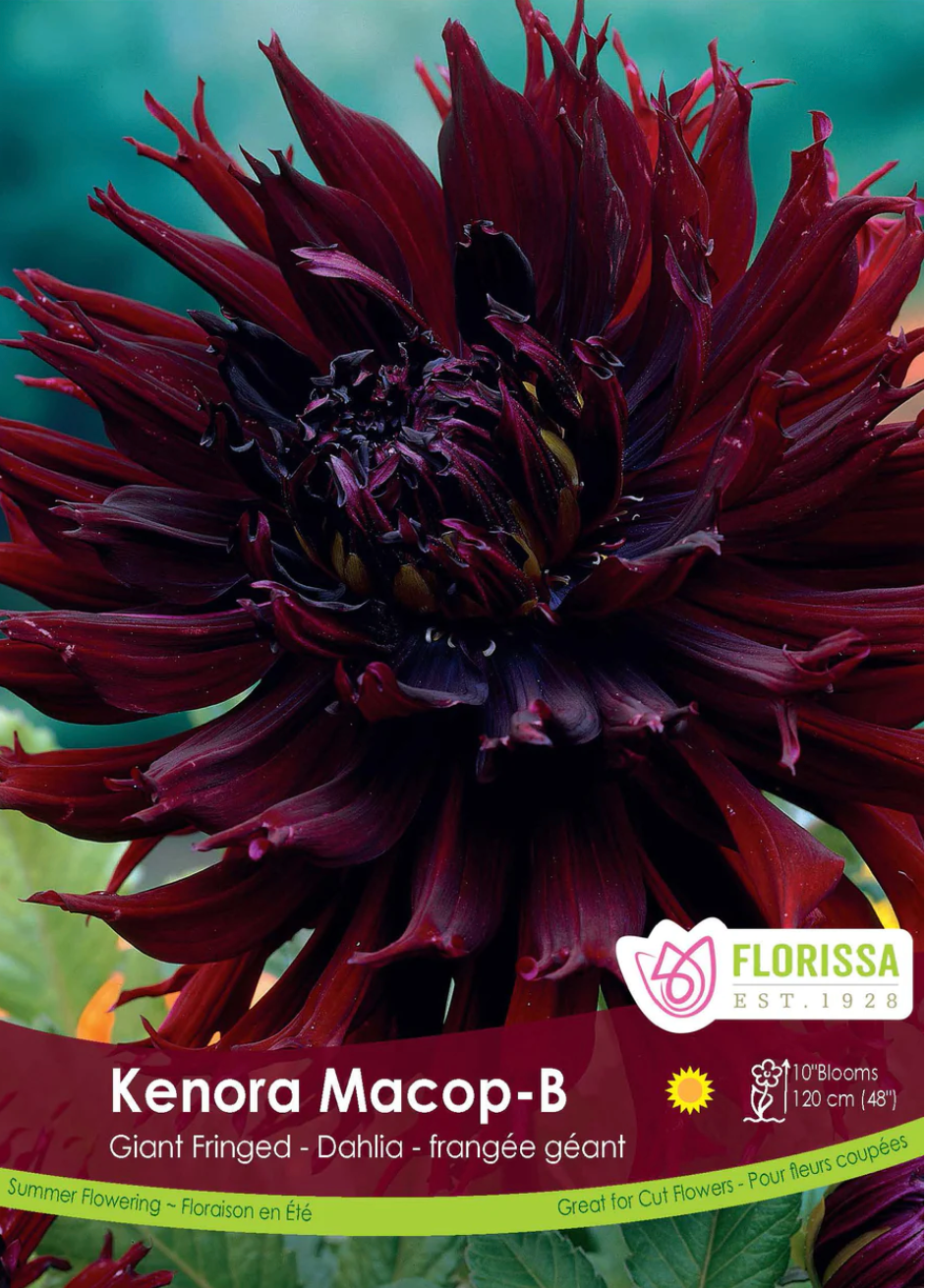 Dahlia Tubers | Kenora Macop-B Dinnerplate
