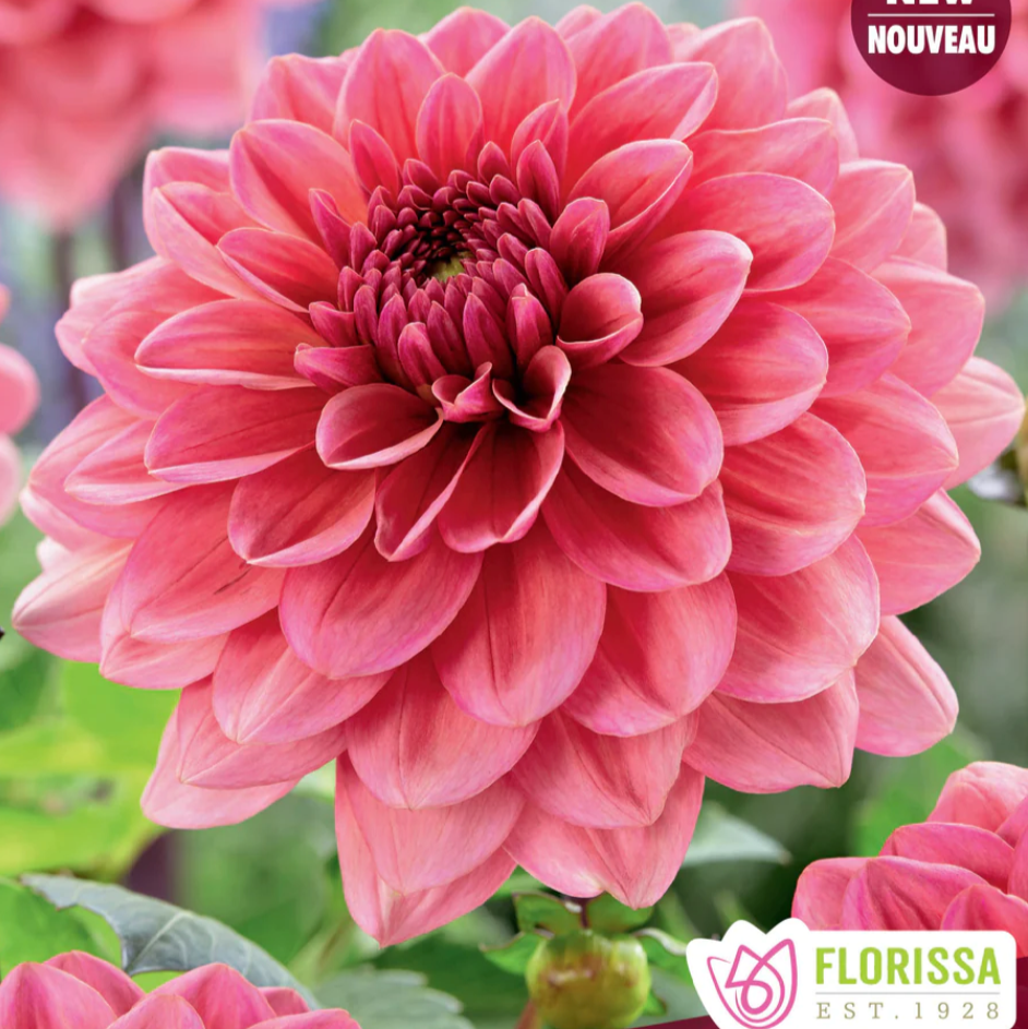 Dahlia Tubers | Salmon Runner Decorative